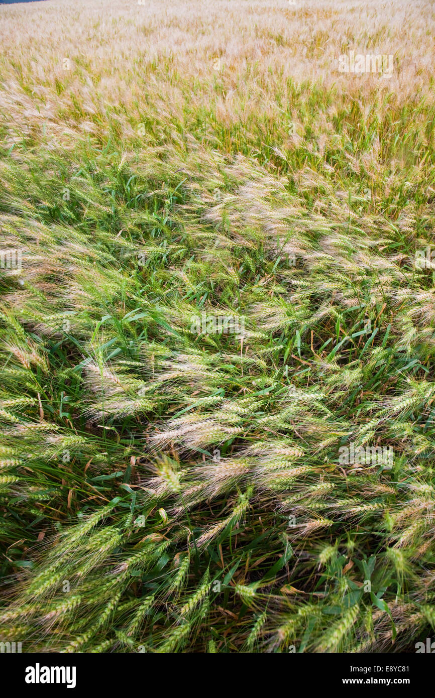 Wheaten field Stock Photo