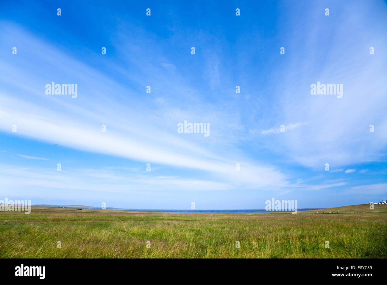the scene of the meadow Stock Photo - Alamy