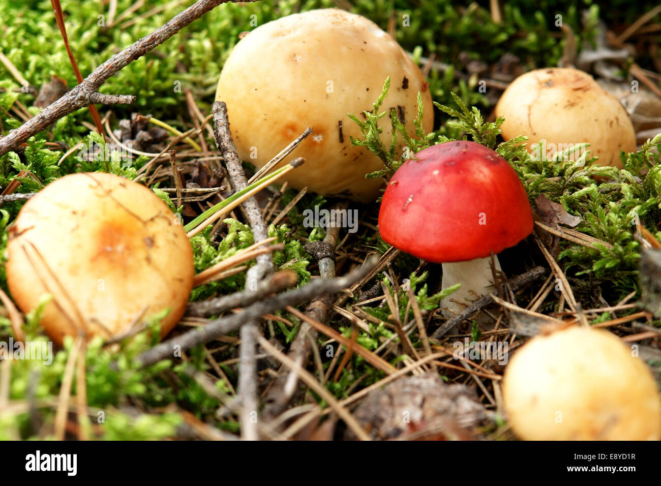 Mushrooms in the forest Stock Photo