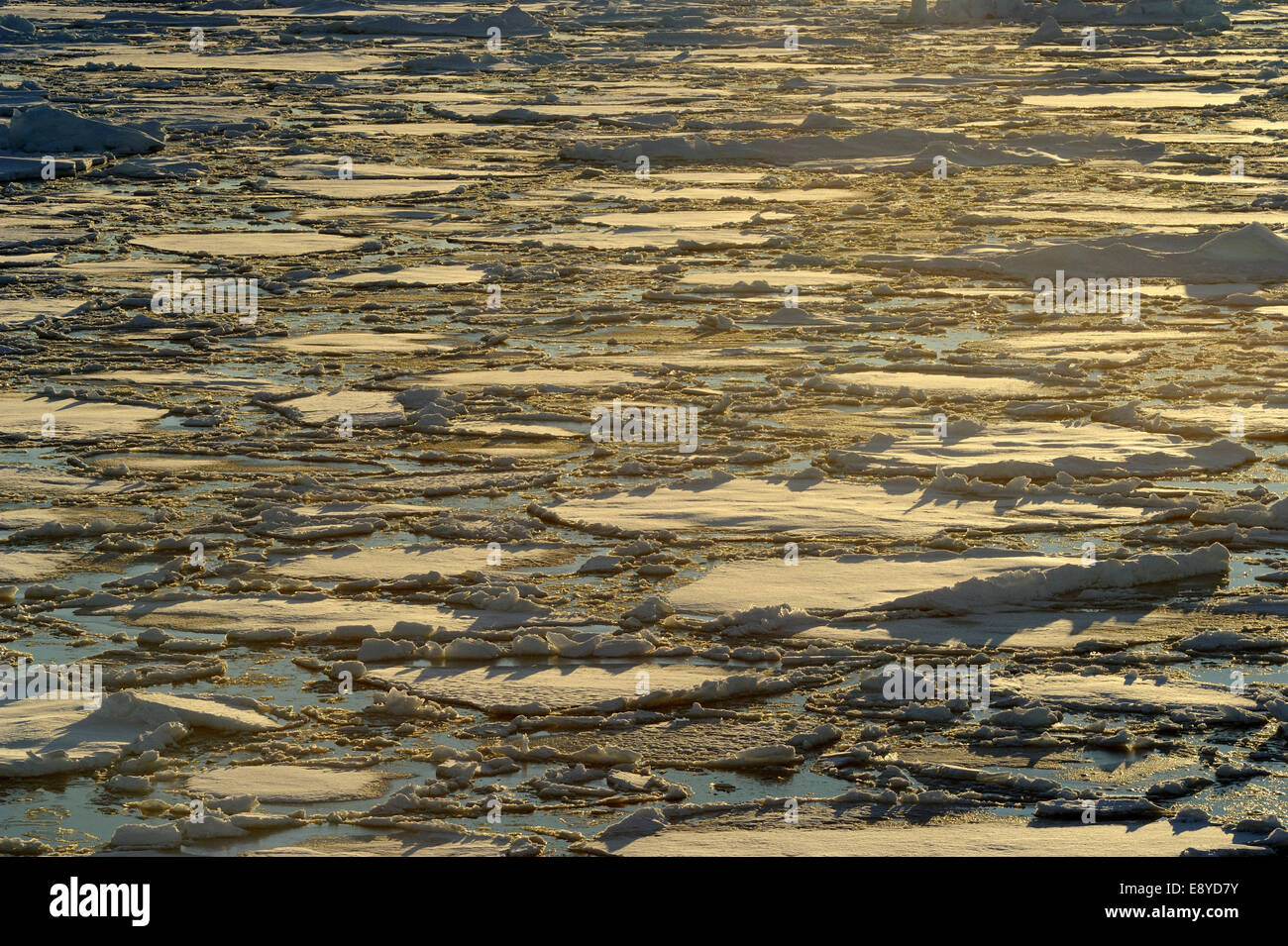 Pancake ice, early stage of formation of sea ice with morning light, Ross Sea, Antarctica Stock Photo