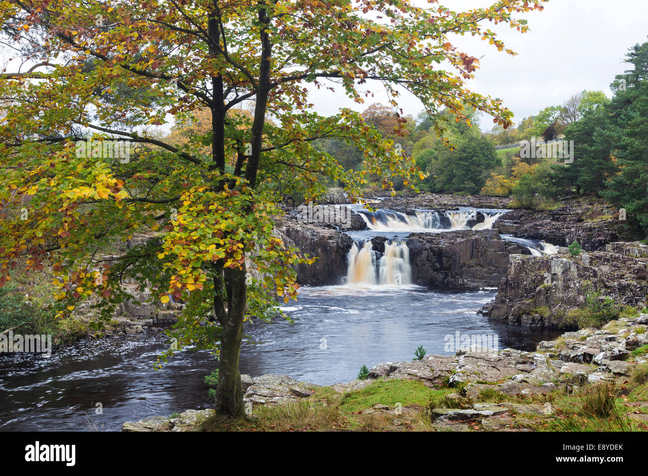 Low Force on the River Tees in Autumn Upper Teesdale, County Durham UK Stock Photo
