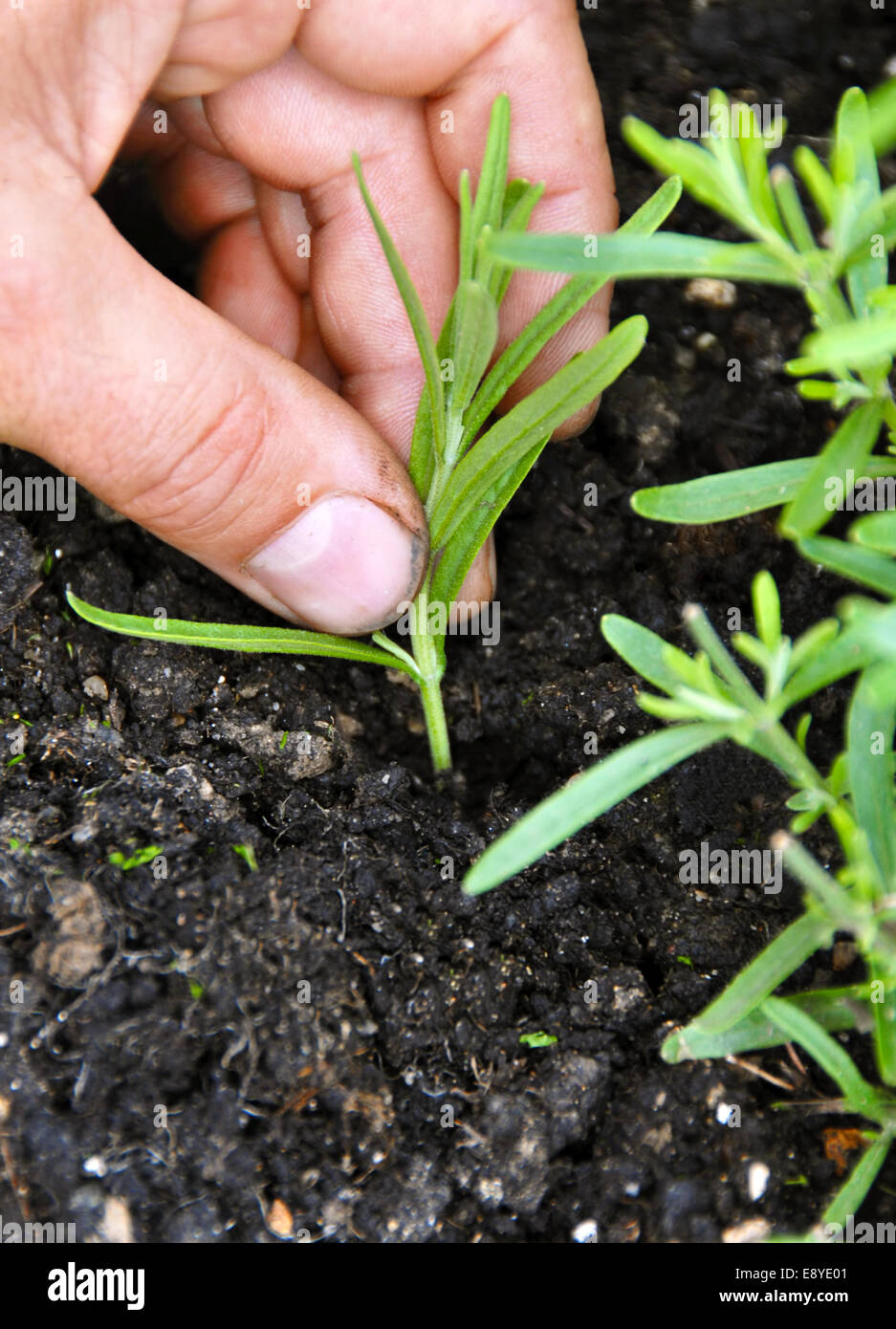 Lavender seedlings High Resolution Stock Photography and Images - Alamy