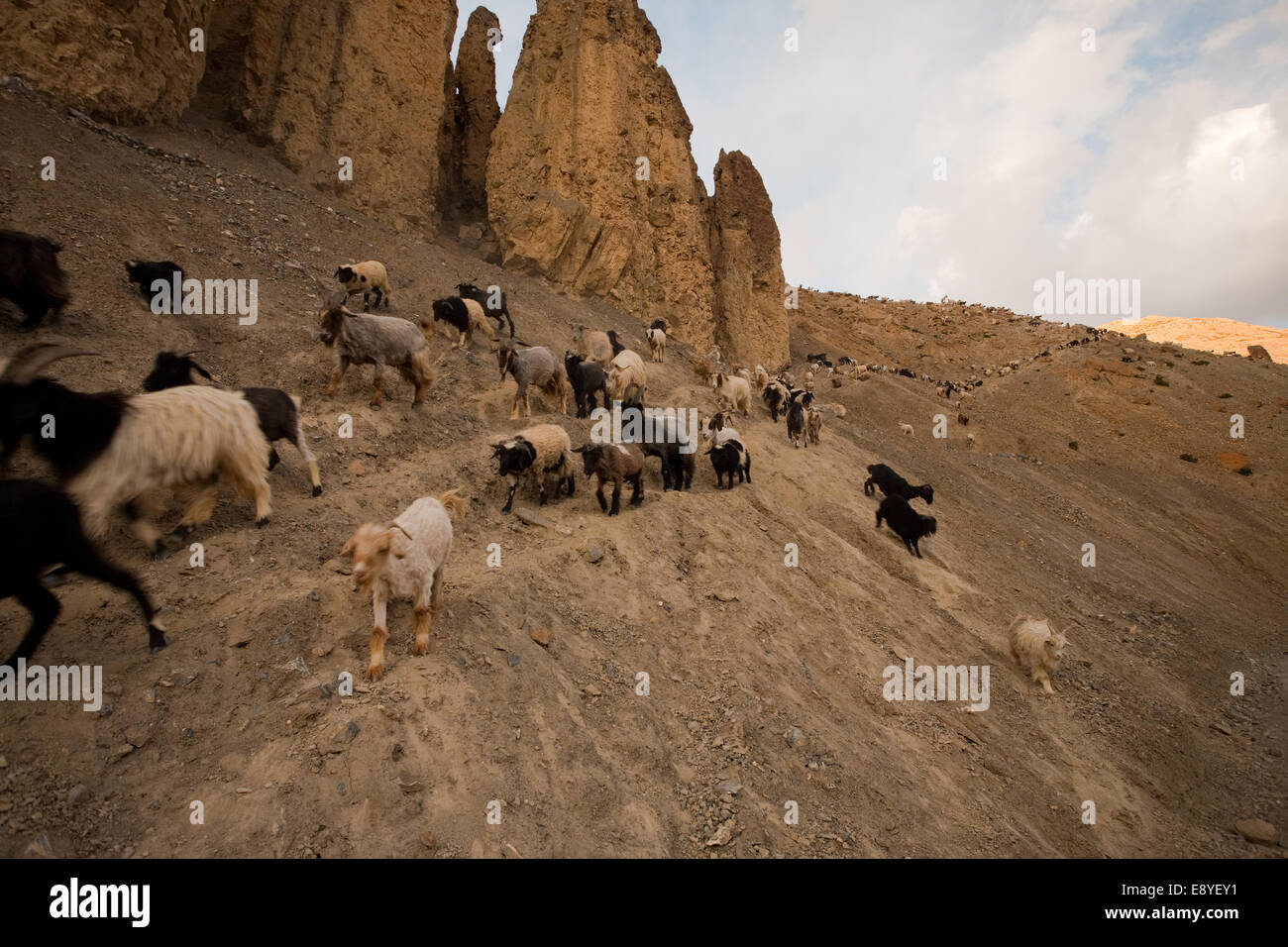 Herd Goats and Sheep Stock Photo