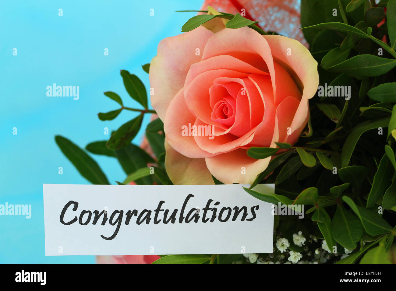 Congratulations card with pink rose on blue background Stock Photo Alamy