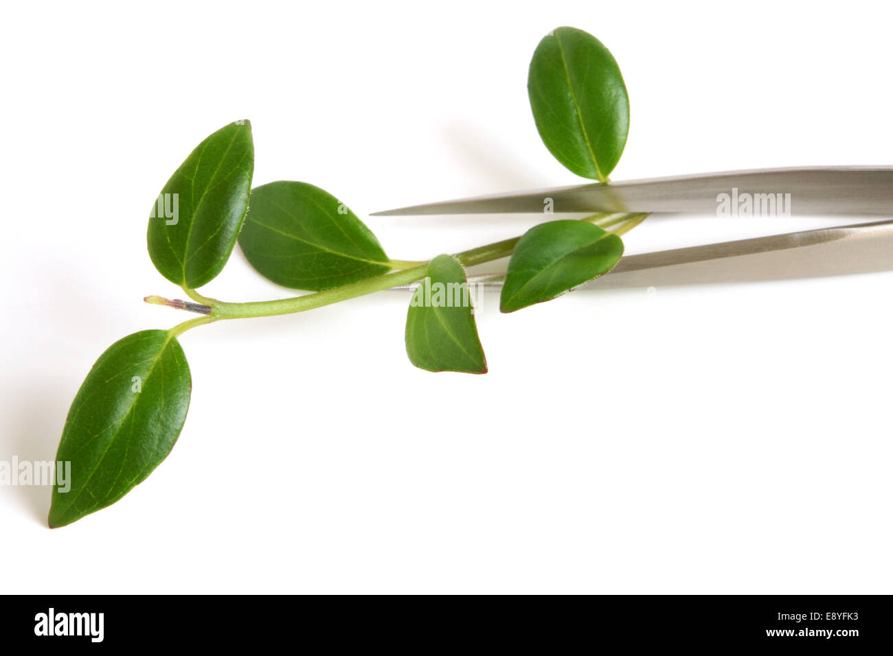 Metal tweezers with sprout Stock Photo - Alamy