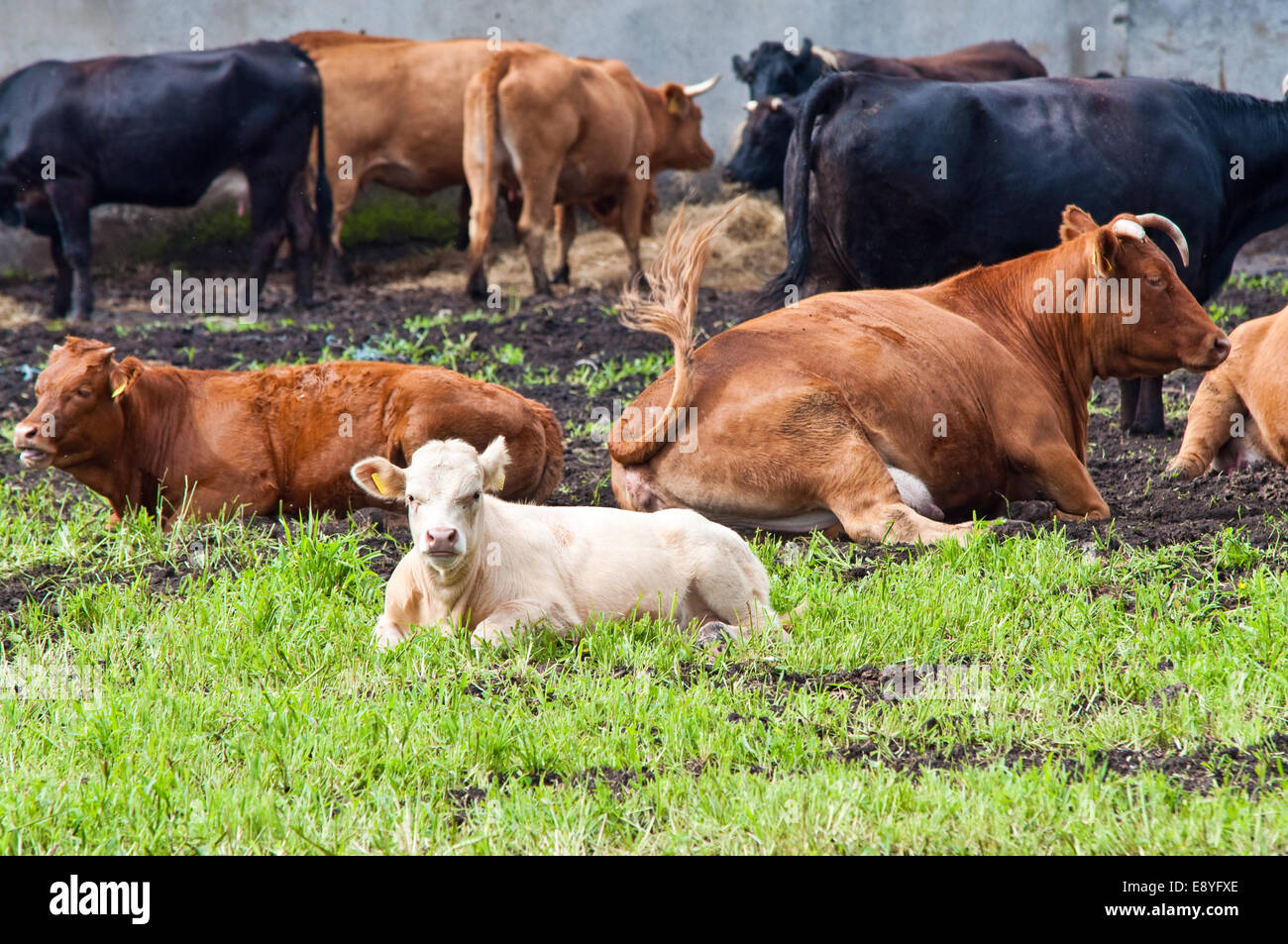 calf and mature cows on dairy farm Stock Photo Alamy