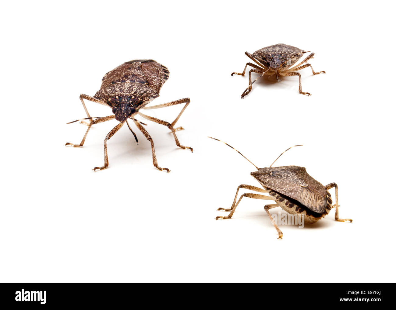 Three Brown Stink Bugs Stock Photo
