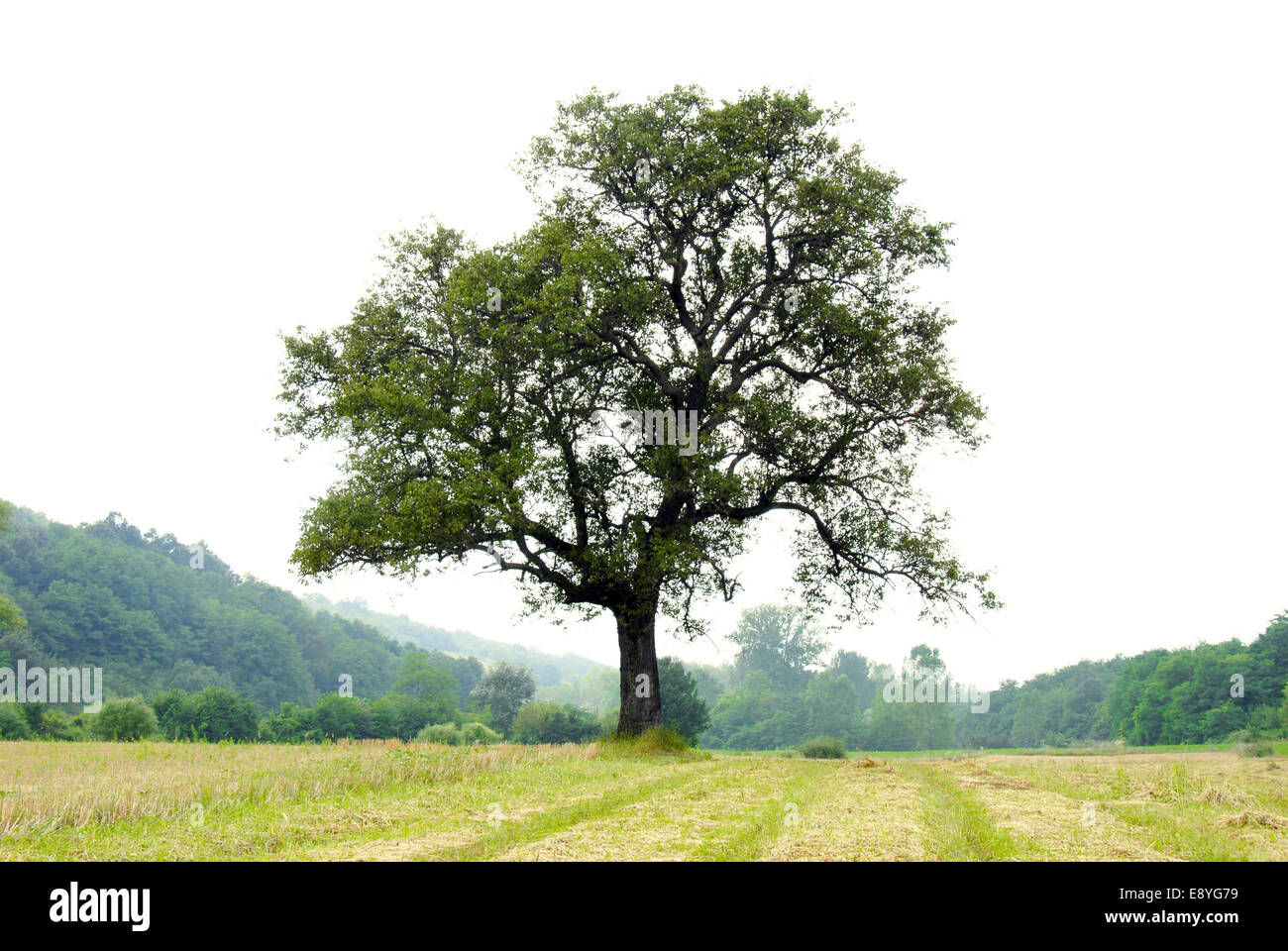 Lonely tree on meadow Stock Photo