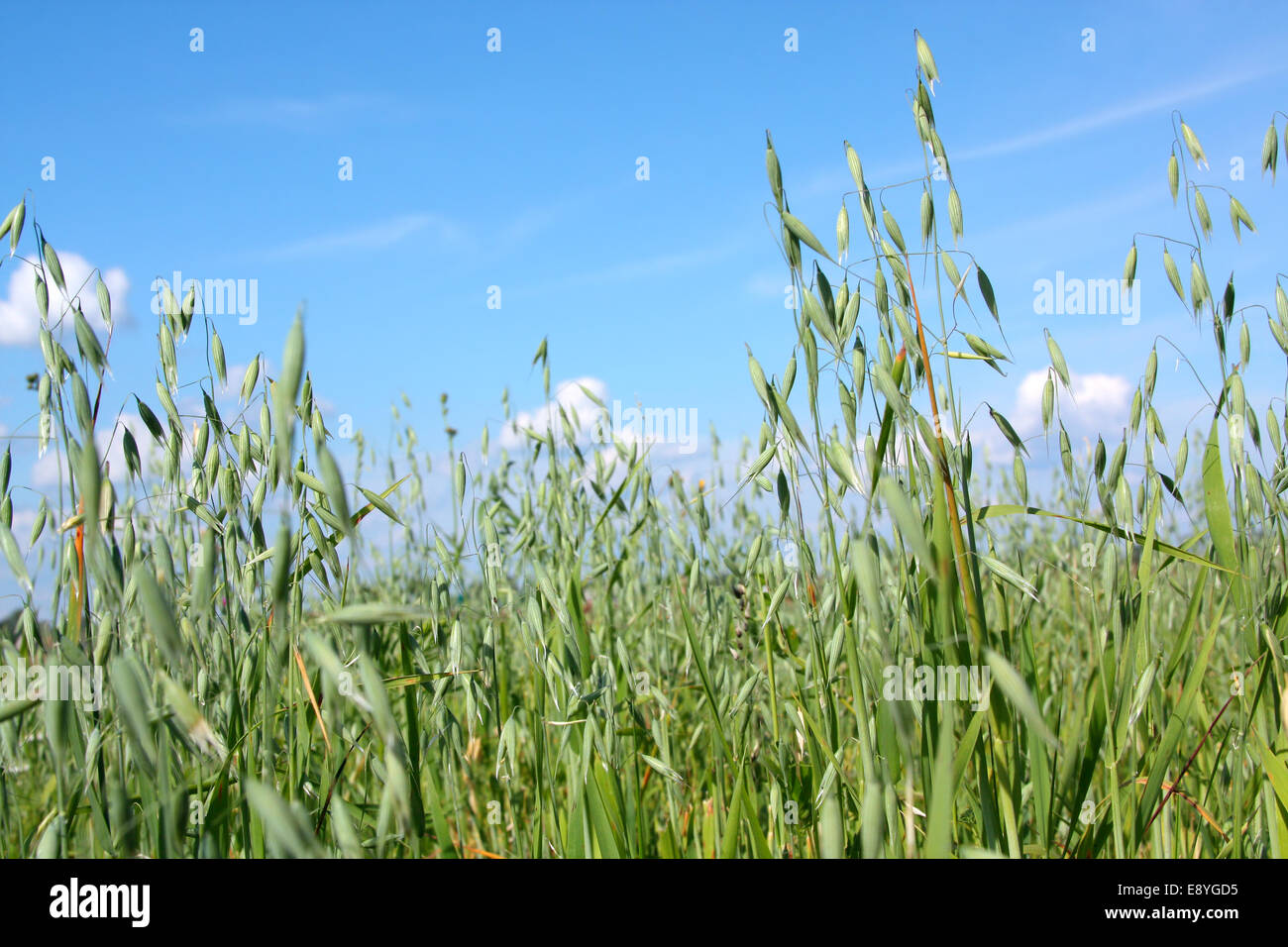 Maturing crops Stock Photo