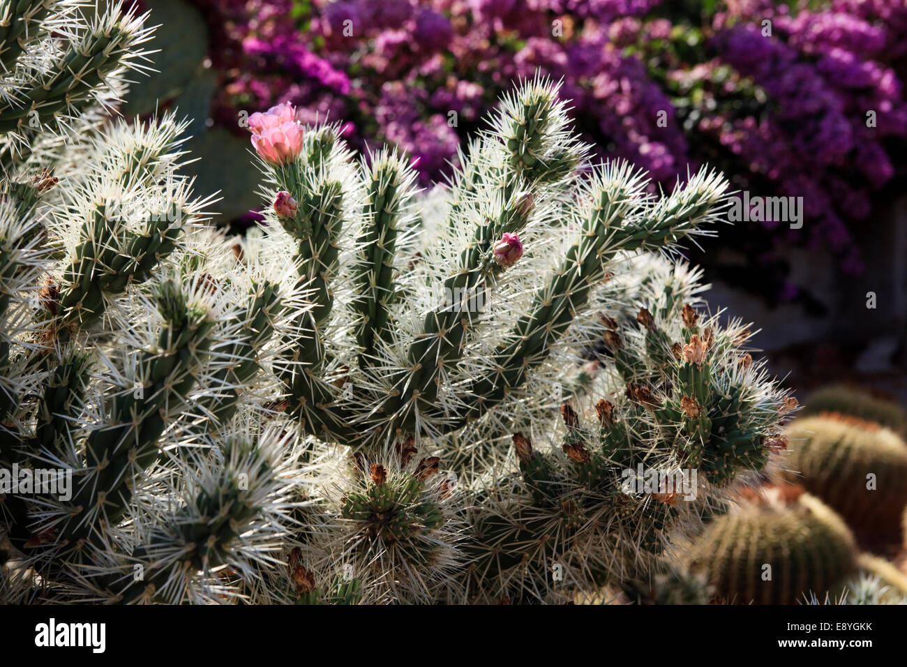 Botanicactus garden, Jardín Botánico, Ses Salines, Mallorca, Balearic Islands, Spain. Stock Photo
