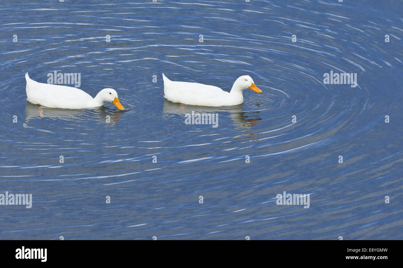 White duck yellow orange bill hires stock photography and images Alamy