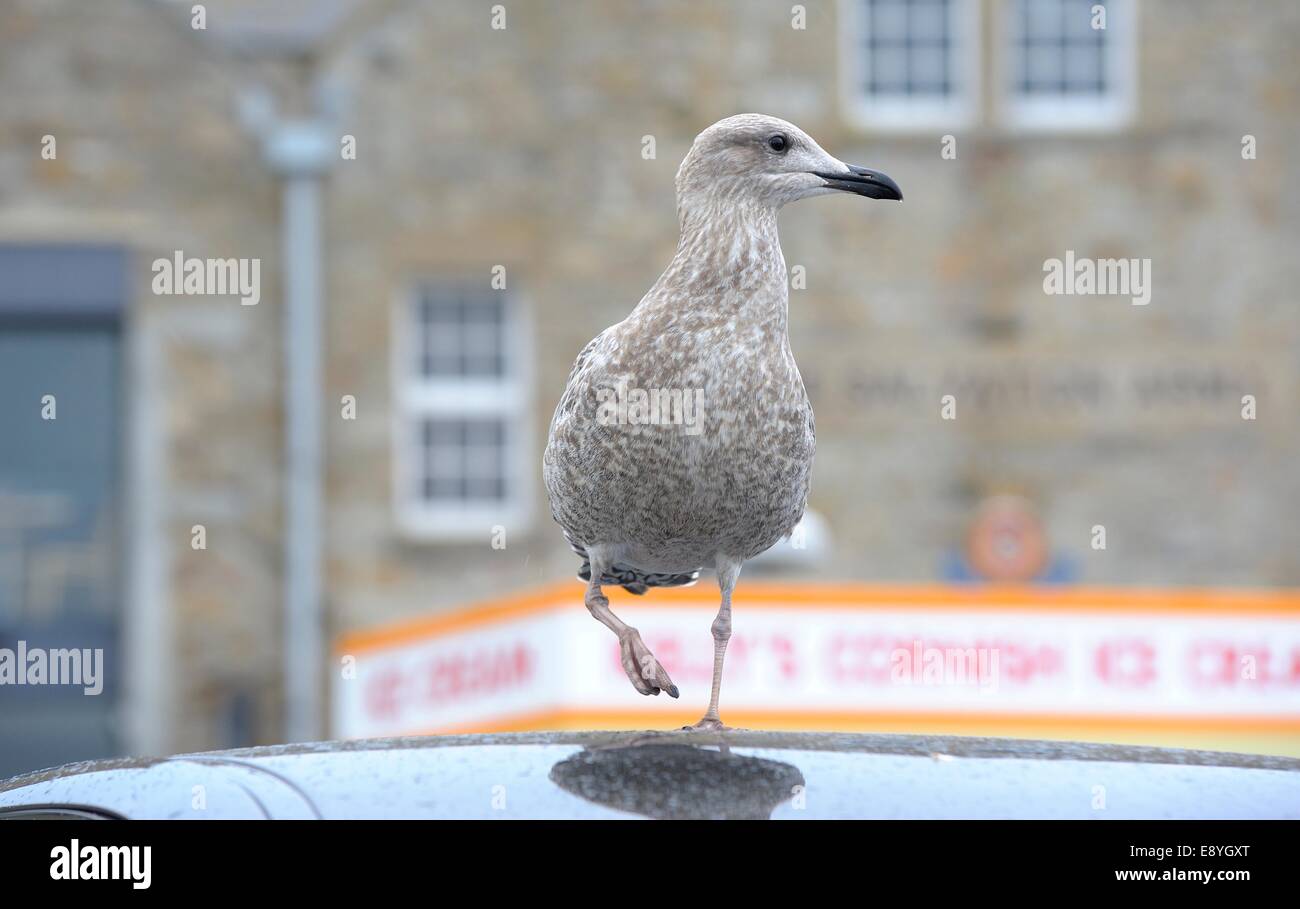 A Juvenile Herring gull (Larus argentatus) walking on top of a car roof St ives Cornwall england