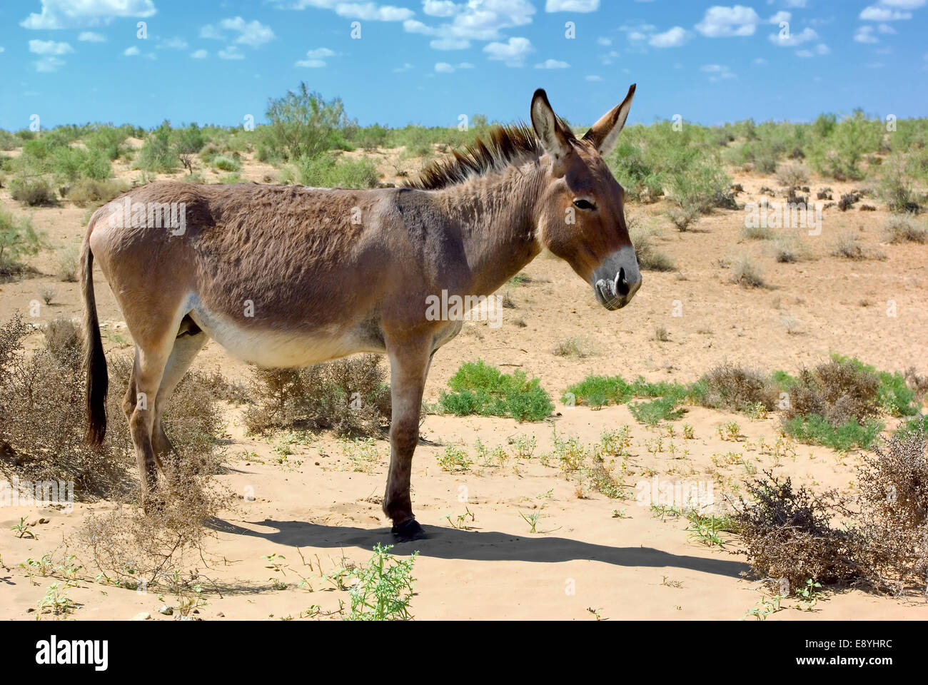 Are Donkey Shows Real In Mexico