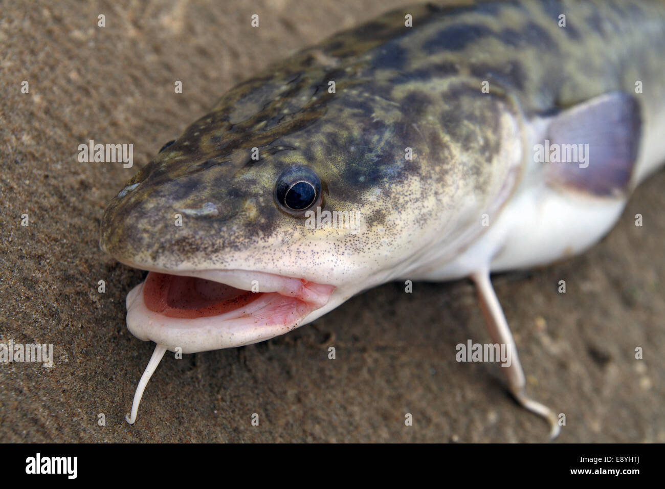 Head of predatory river fish - burbot Stock Photo