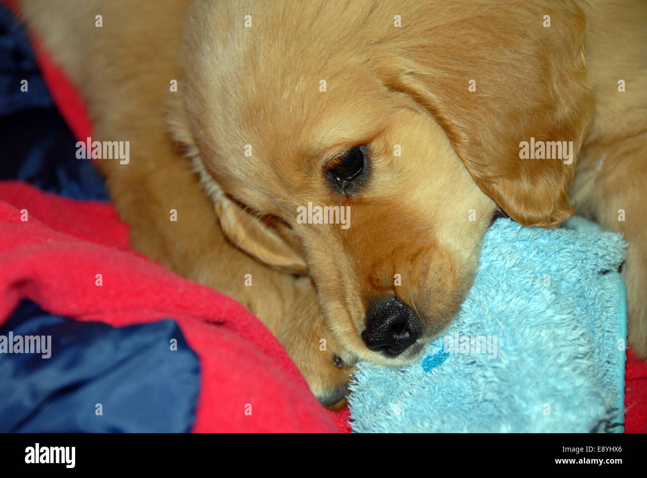 Dog gnawing a slipper Stock Photo