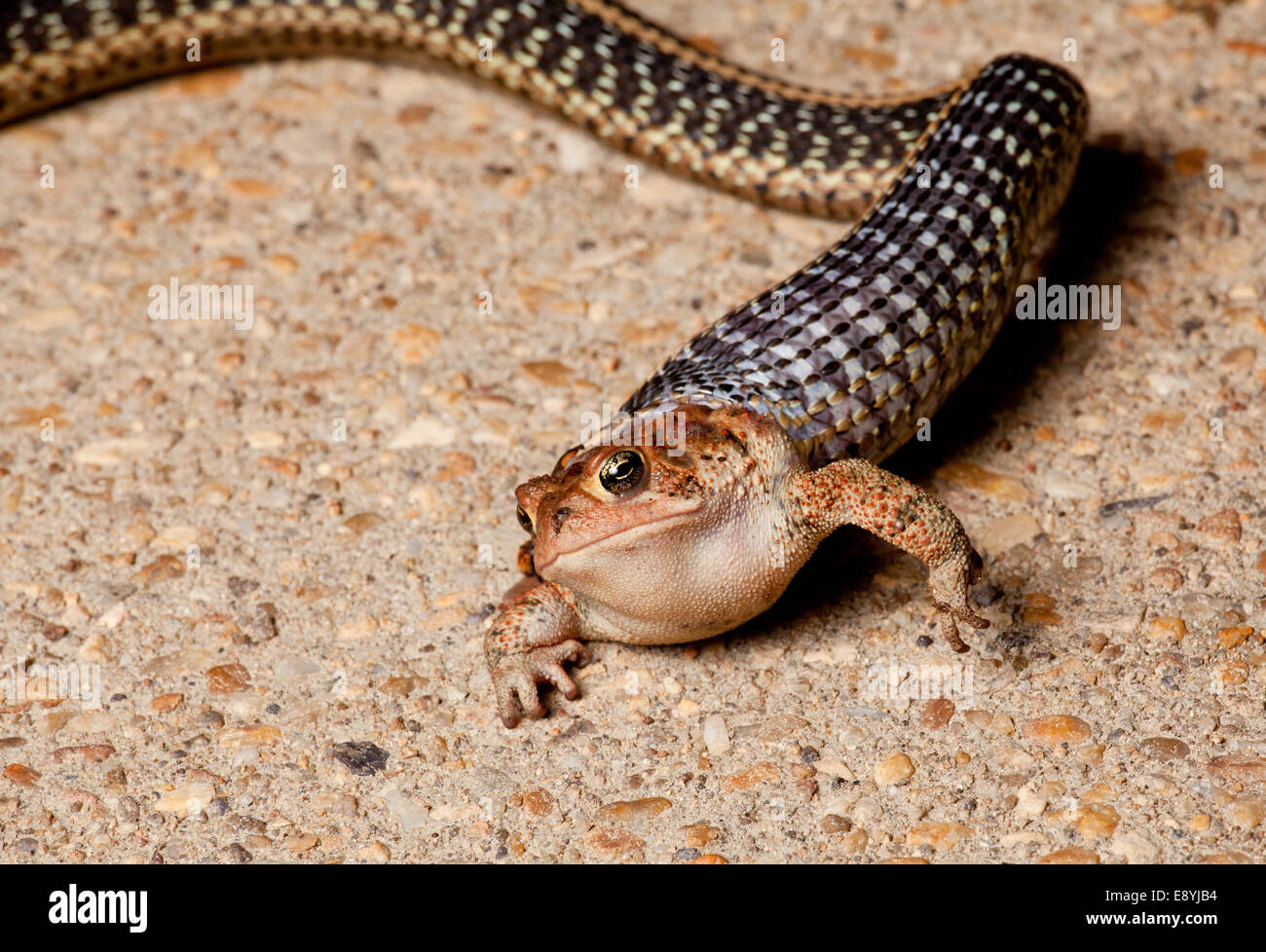 Gartner snake swallowing toad Stock Photo