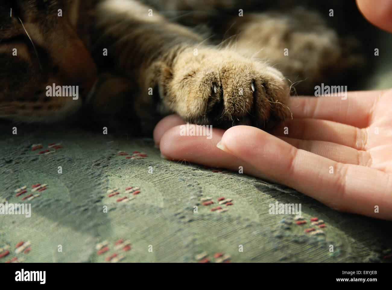 Cat paw on human hand Stock Photo Alamy