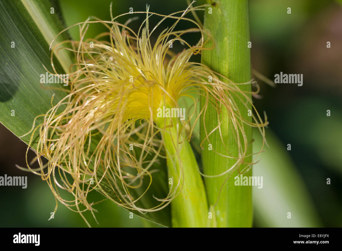 Freshly harvested corn, close up Stock Photo - Alamy