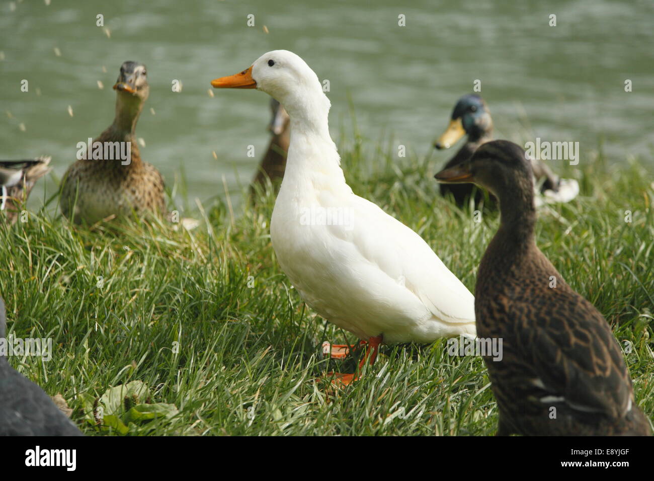 ducks Stock Photo