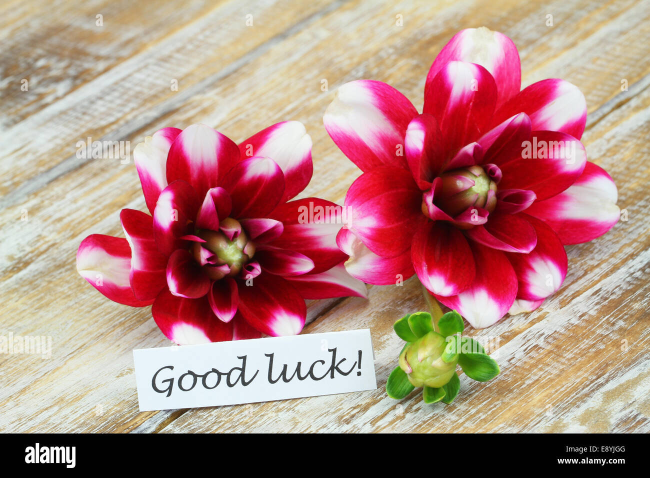 Good luck card with red dahlia flowers on wooden surface Stock Photo
