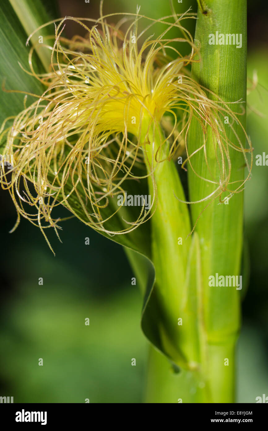 Freshly harvested corn, close up Stock Photo - Alamy