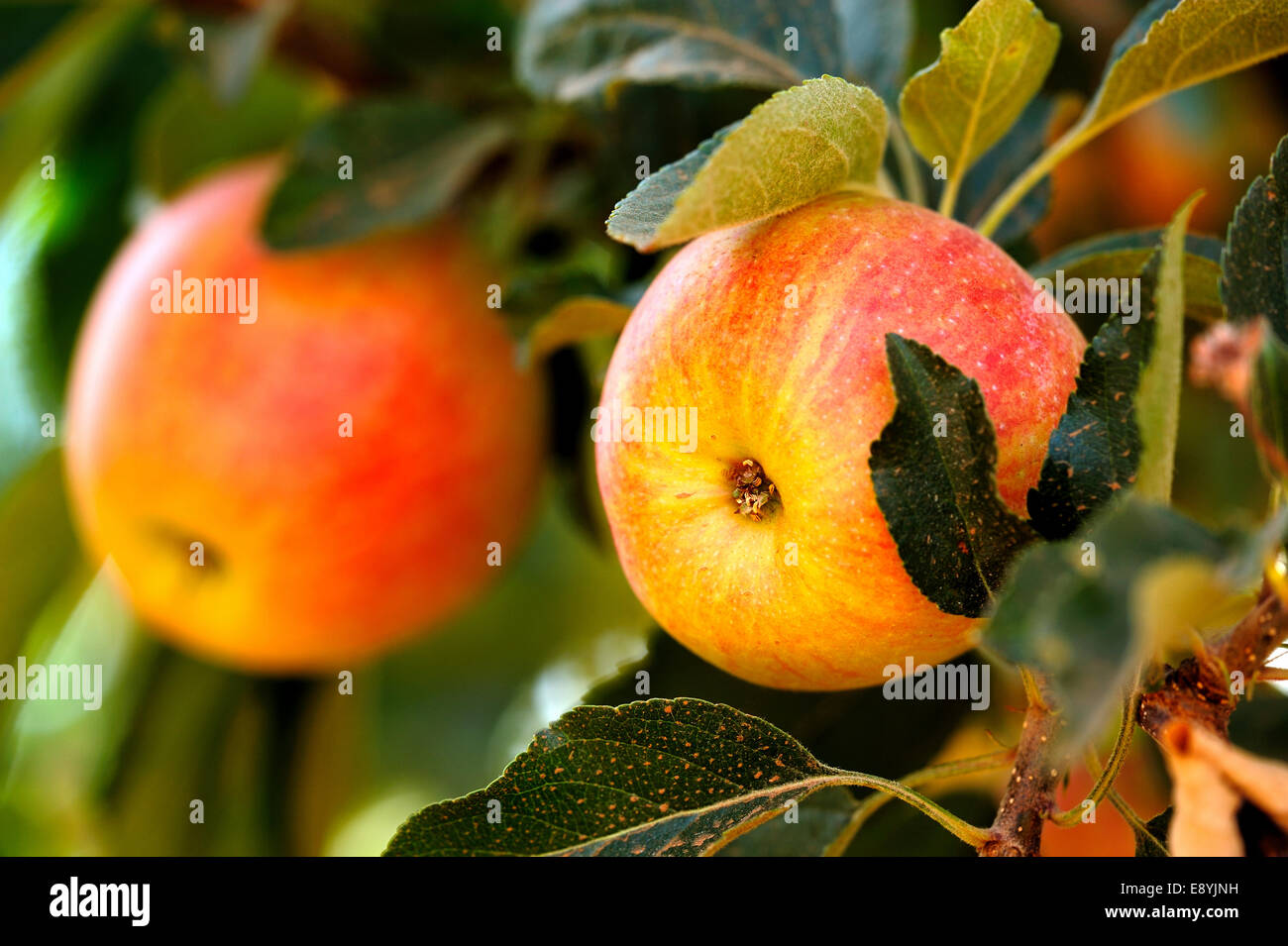Yellow Summer Apples Stock Photo - Alamy