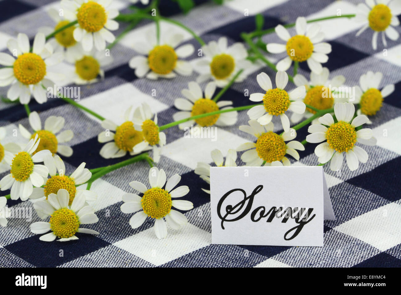 Sorry card with chamomile flowers on navy blue checkered cloth Stock