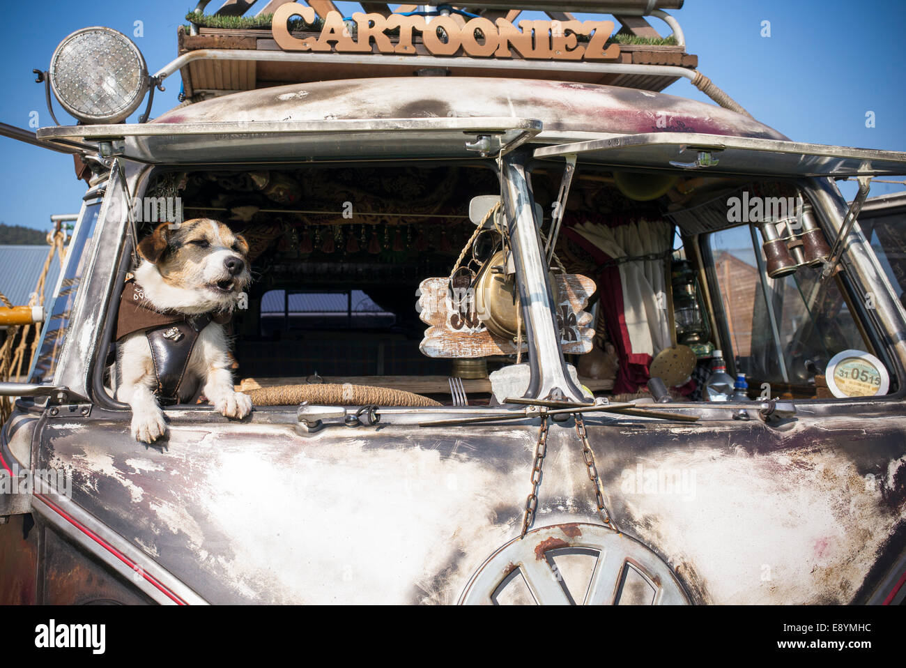 Terrier dog in the window of a rusty VW Rat Split Screen Volkswagen camper van at a VW show. England Stock Photo
