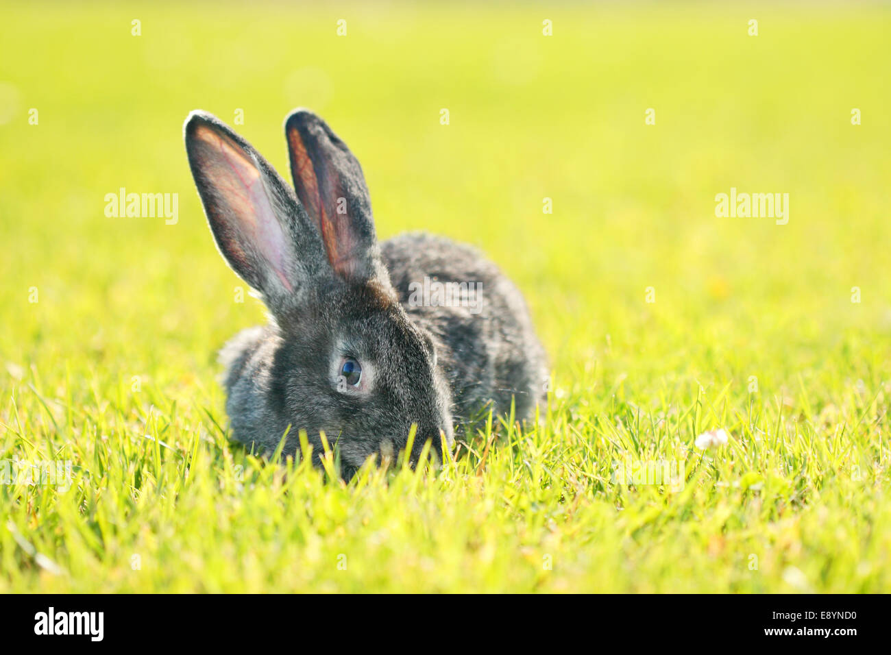 dark gray rabbit lying in a meadow Stock Photo Alamy
