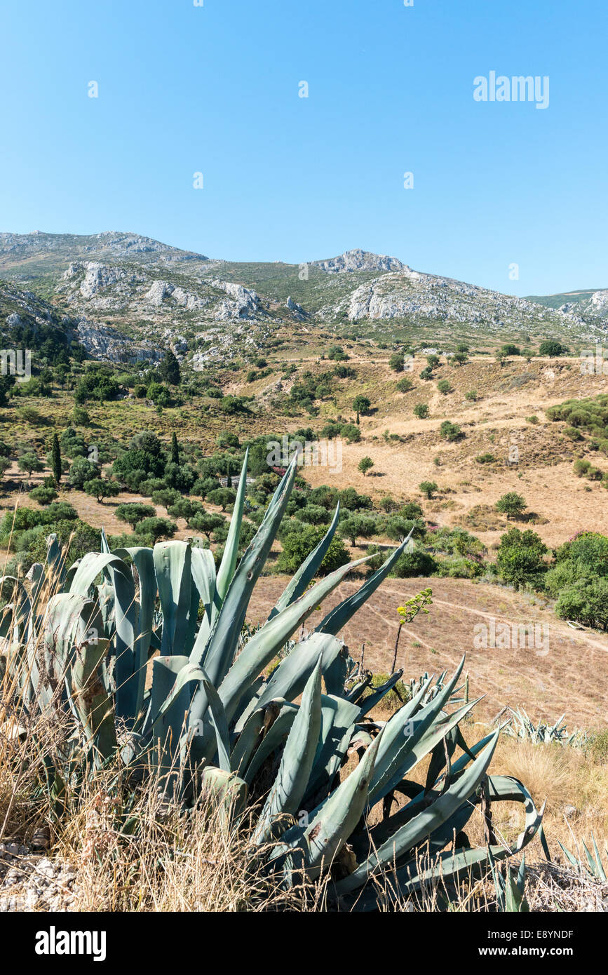 Mountainous landscape with agave (Agave americana) in the foreground, Pyli, Kos, Greece Stock Photo