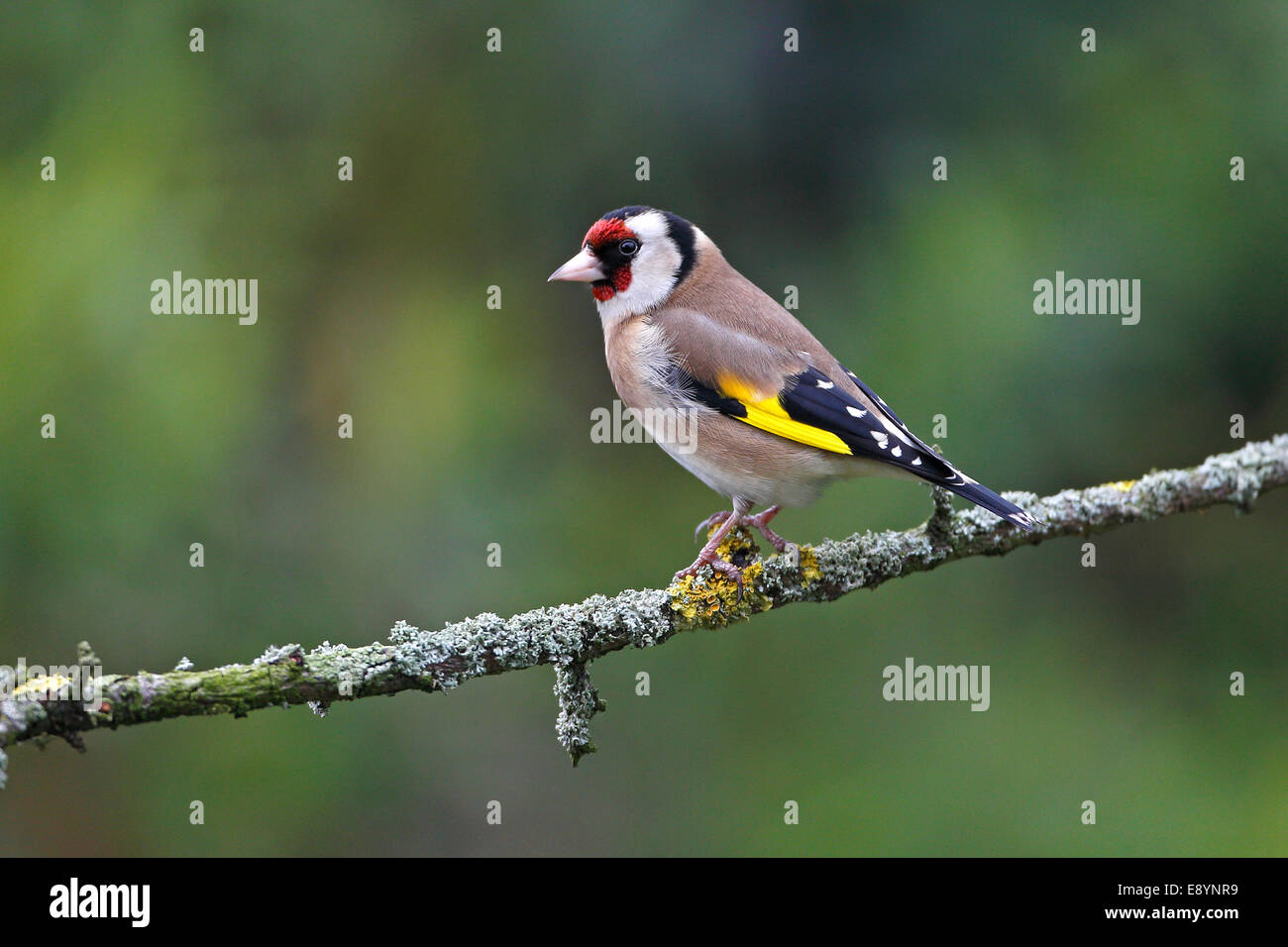 Goldfinch (Carduelis carduelis) perched in garden Cheshire UK February 58422 Stock Photo