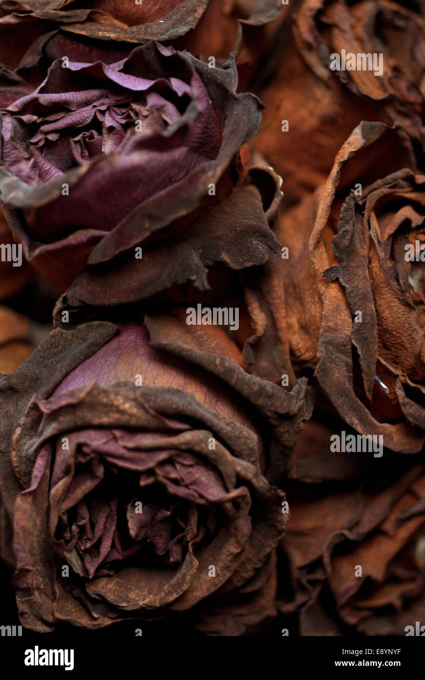 Decaying black roses / Rotting flowers Stock Photo Alamy
