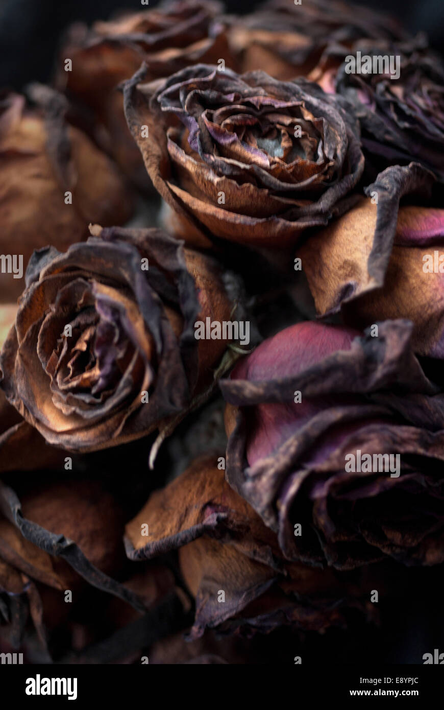 Decaded Roses Funeral bundle hi-res stock photography and images - Alamy