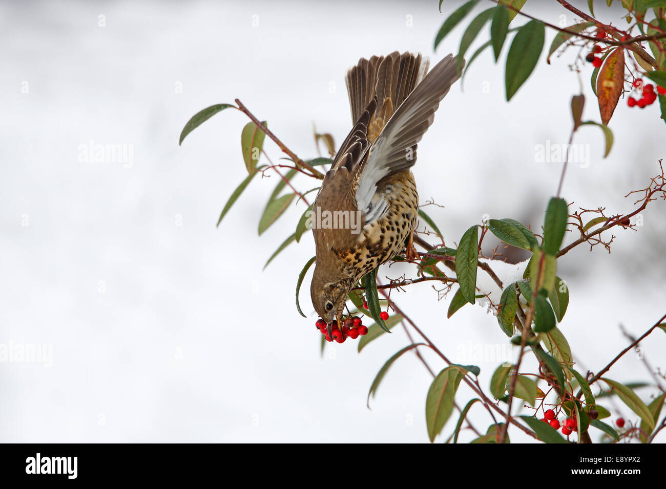 Mistle Thrush (Turdus viscivorus) taking berry from Cotoneaster bush in garden in the snow Cheshire UK January 50048 Stock Photo