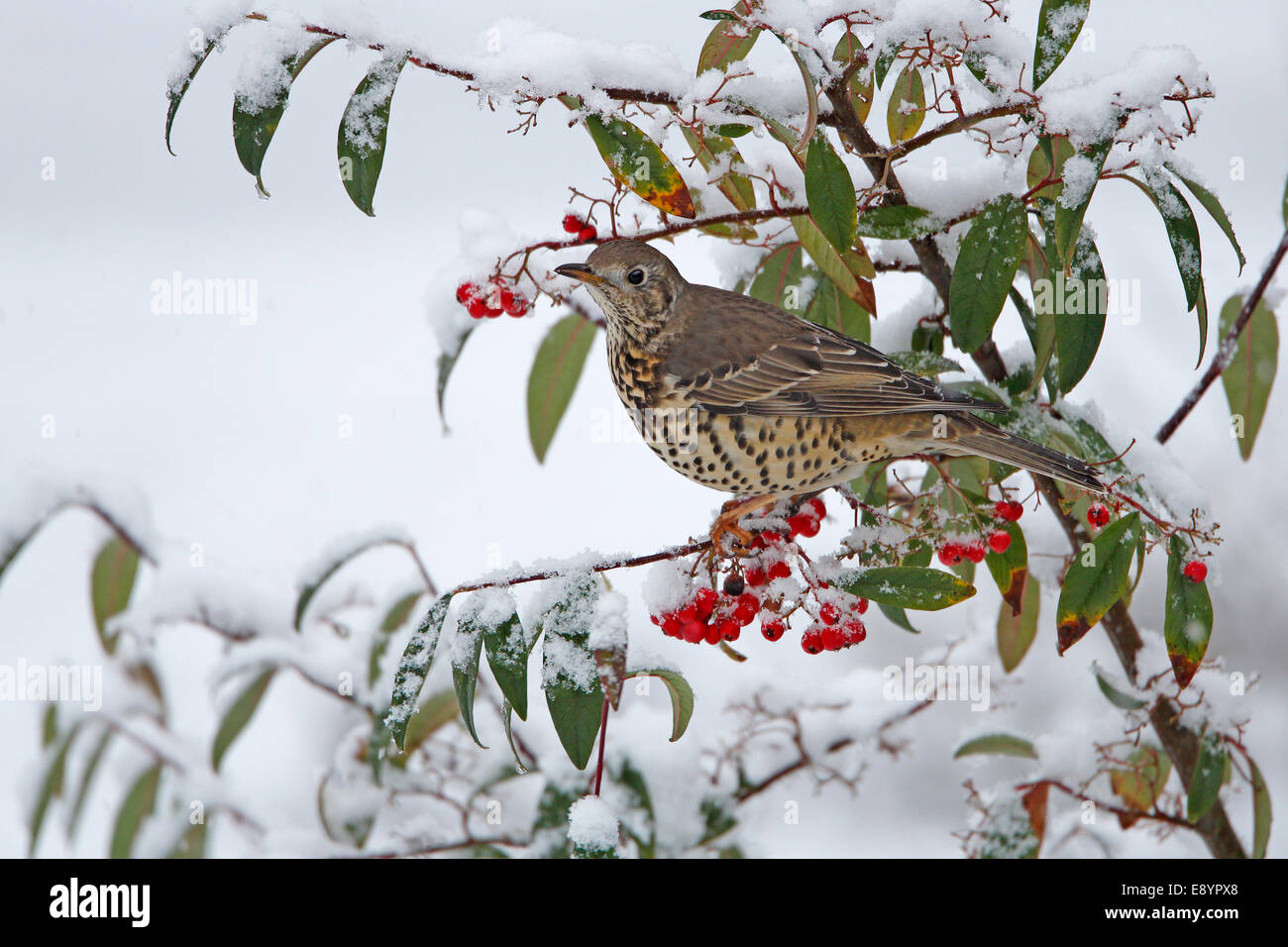 Mistle Thrush (Turdus viscivorus) perched in Cotoneaster bush in garden in the snow Cheshire UK January 50678 Stock Photo