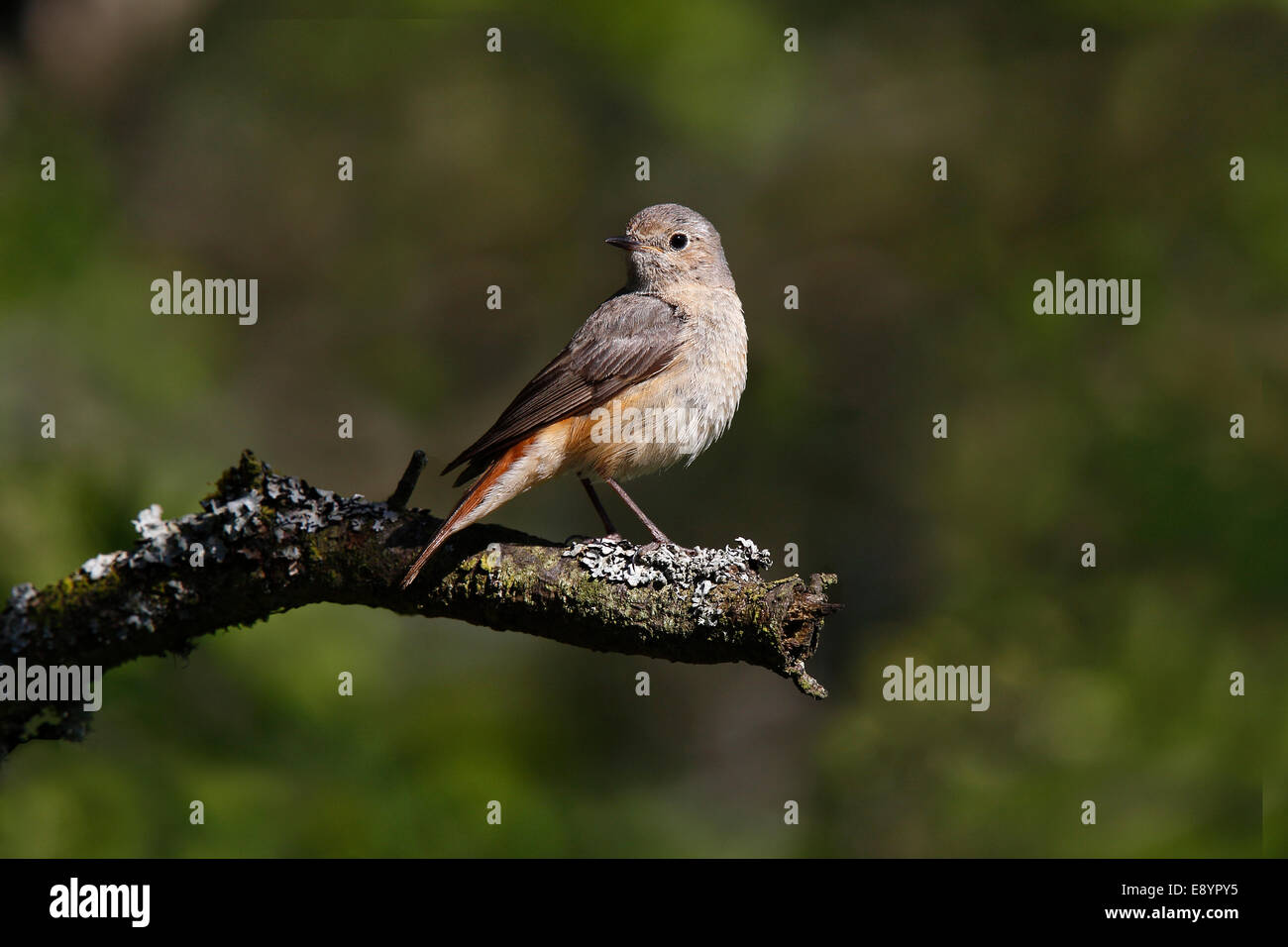 Common Redstart (Phoenicurus phoenicurus) female perched in woodland North Wales UK June 59387 Stock Photo