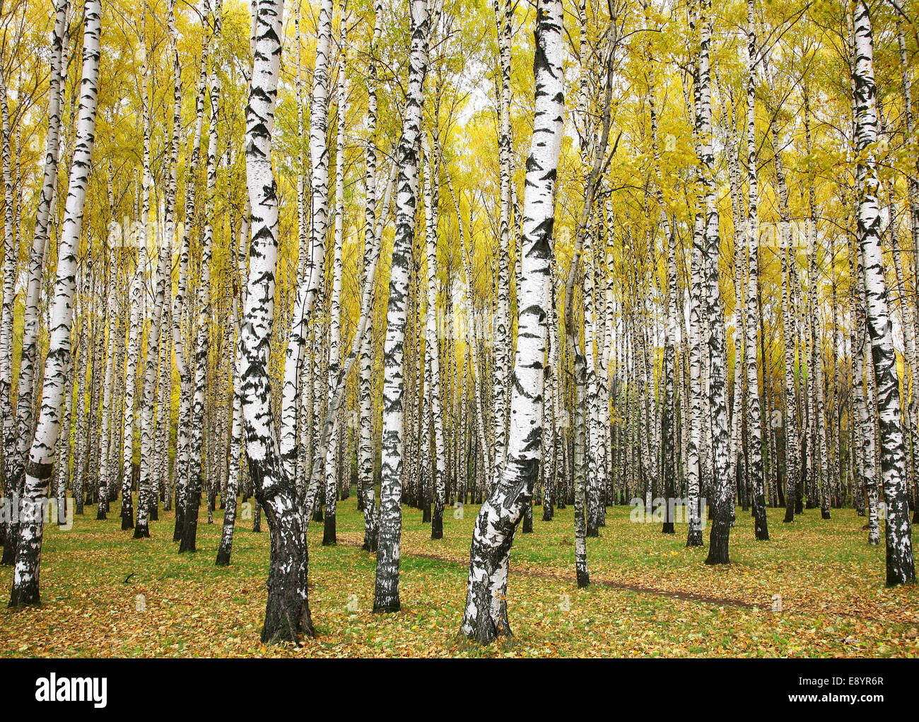 October Autumn Birch Grove Stock Photo Alamy October Autumn Birch Grove Stock Photo Alamy