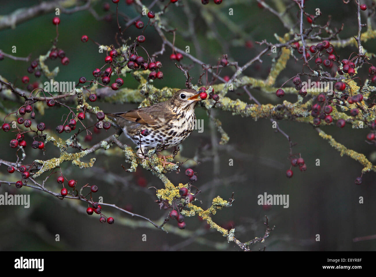 Song Thrush (Turdus philomelos) eating a Hawthorn berry in hedgerow on farmland Cheshire UK November 56333 Stock Photo