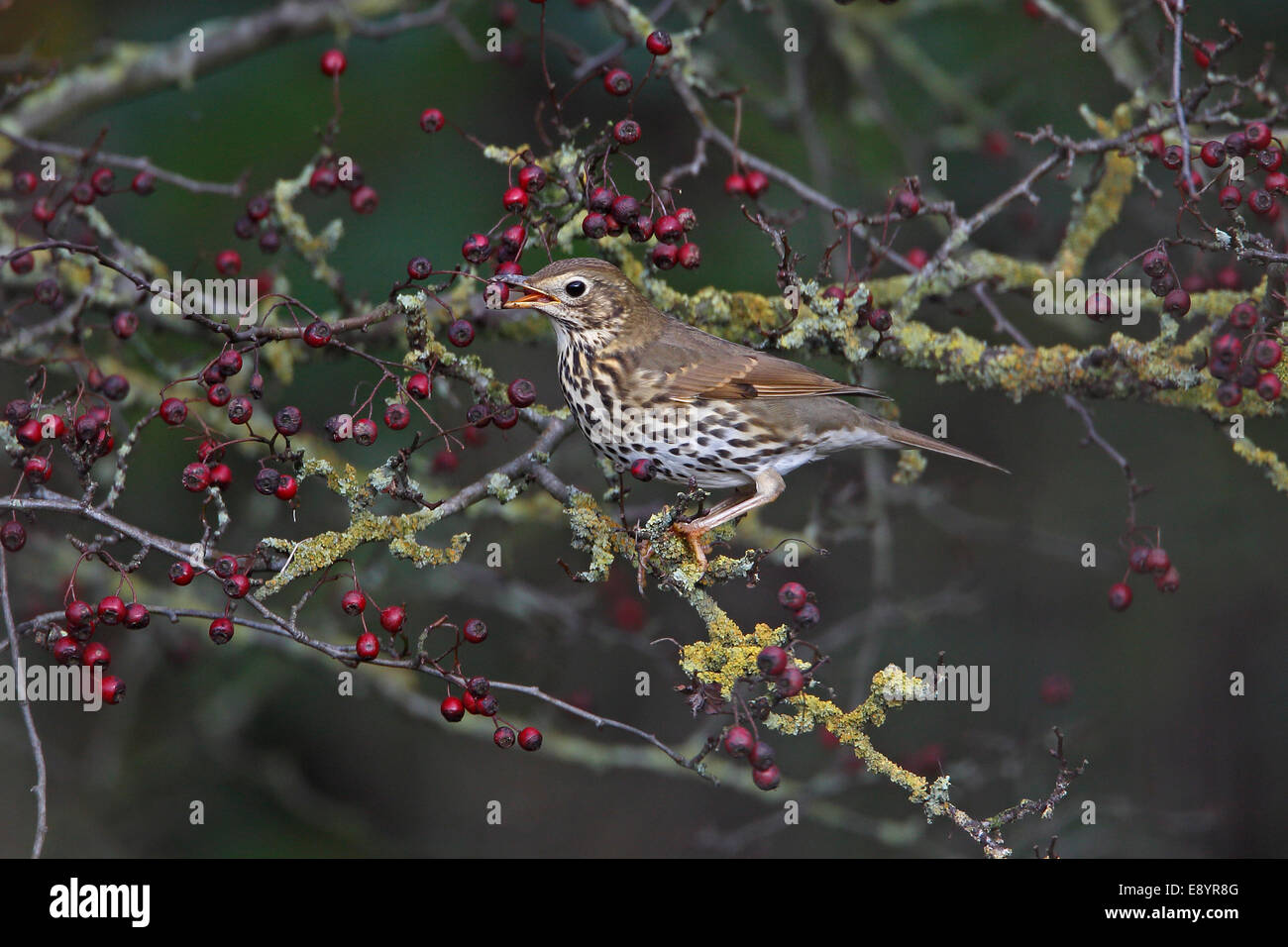 Song Thrush (Turdus philomelos) eating a Hawthorn berry in hedgerow on farmland Cheshire UK November 56339 Stock Photo