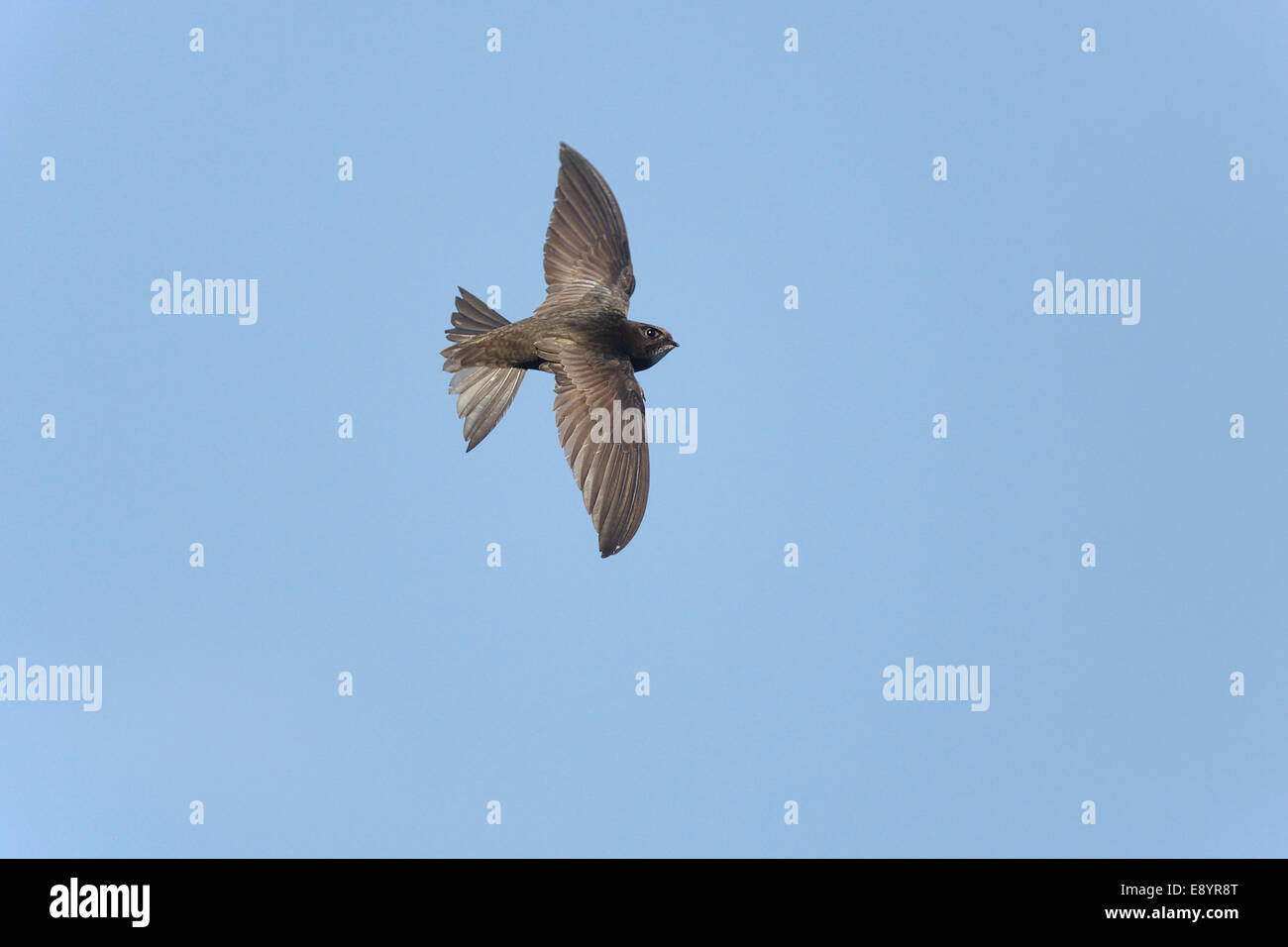 Common Swift (Apus apus) in flight Wirral Merseyside UK July 51998 Stock Photo