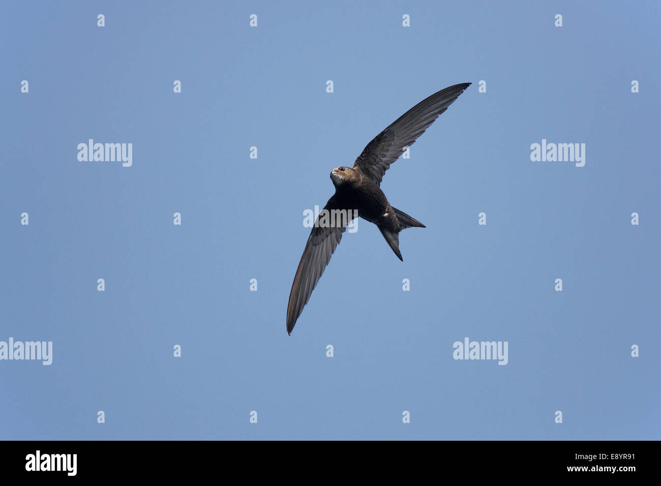 Apus apus uk flying hi-res stock photography and images - Alamy
