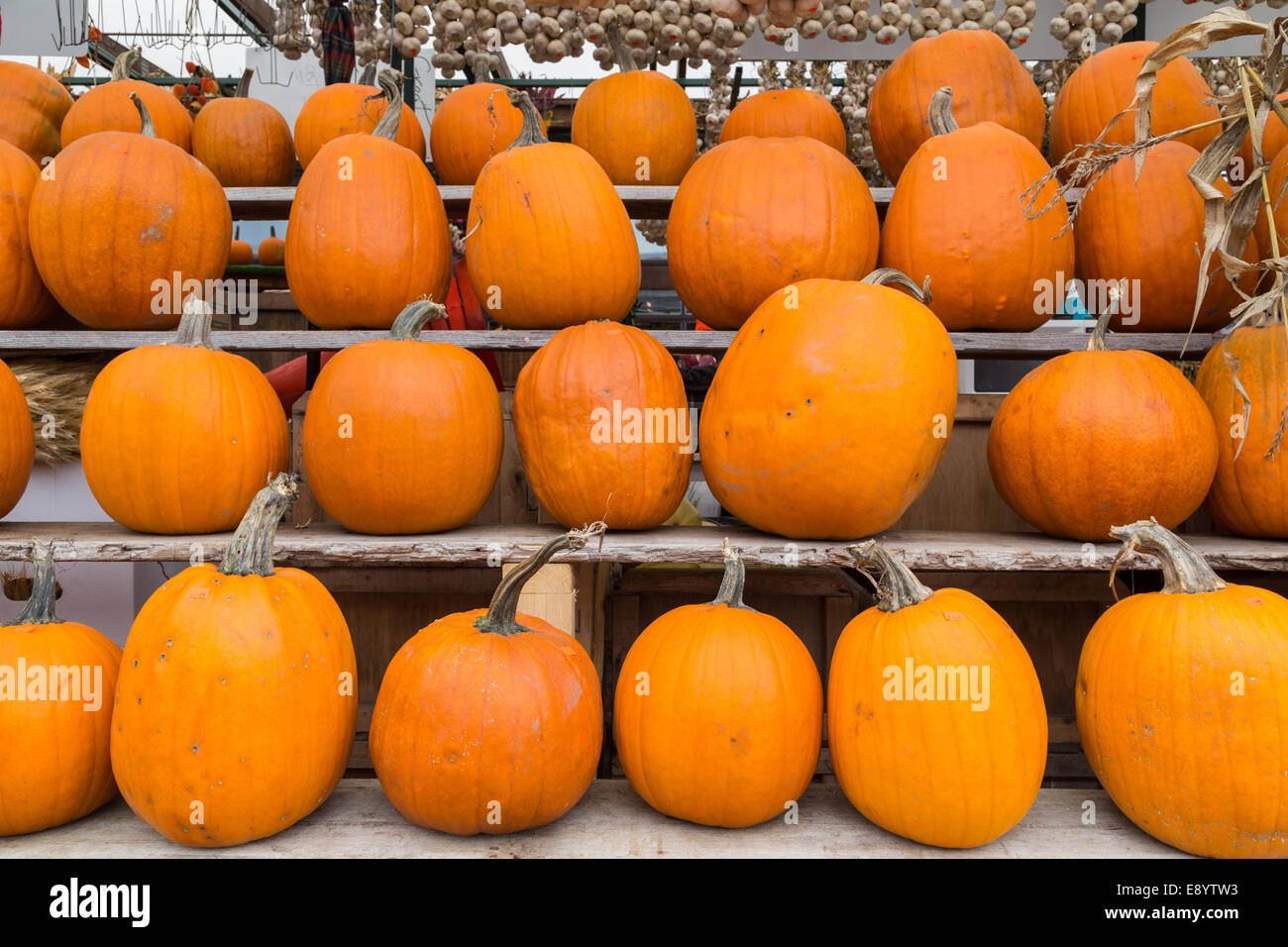 Pumpkins at a market stall Stock Photo - Alamy
