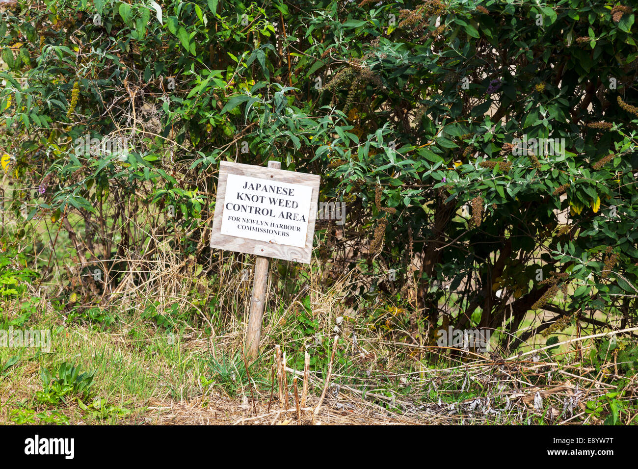 Japanese knot weed knotweed control area sign on verge in Newlyn Cornwall UK England Stock Photo