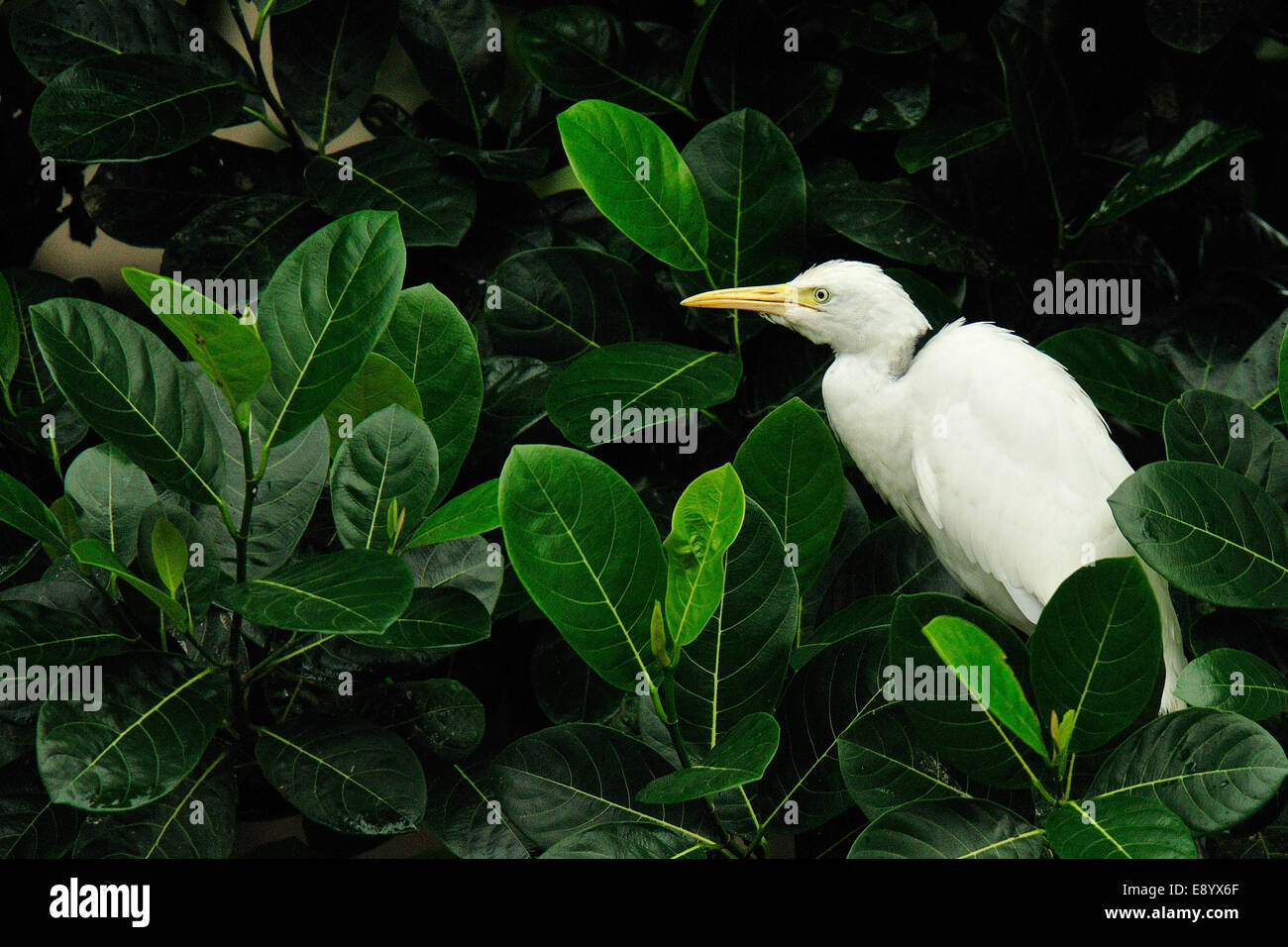 Little egret, Egretta garzetta, Ardeidae, Petulu, Bali, Indonesia, Asia Stock Photo