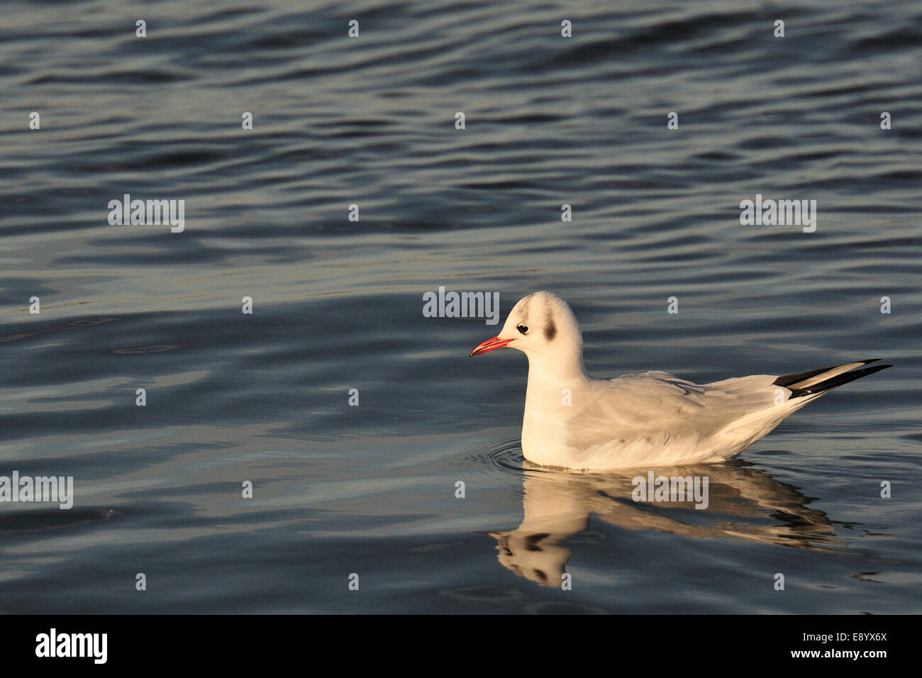 Black-headed gull, Larus ridibundus, Laridae, Dublin, Ireland, Europe Stock Photo