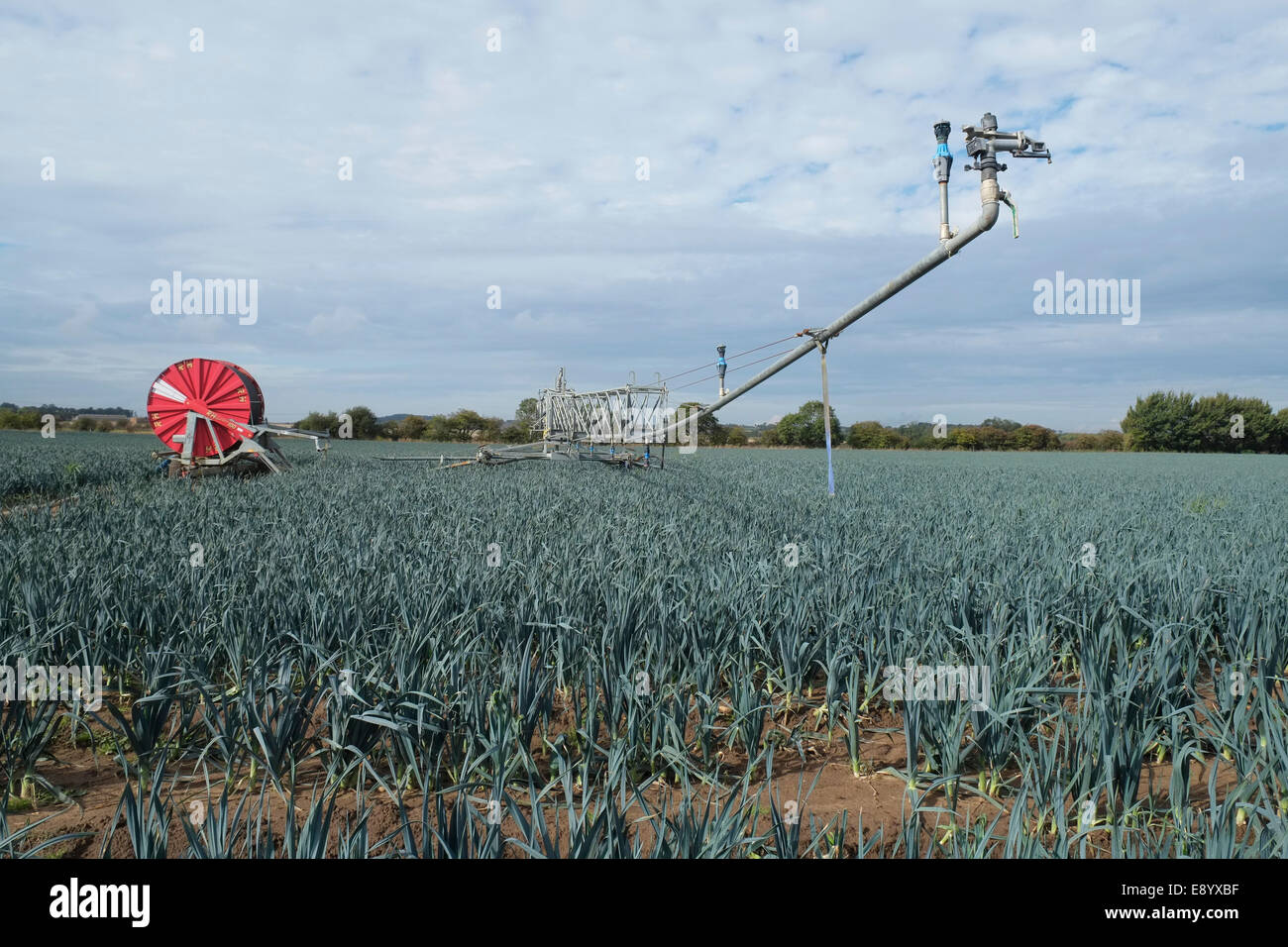 Irrigation system for a crop of leeks. Lincolnshire, England. Stock Photo