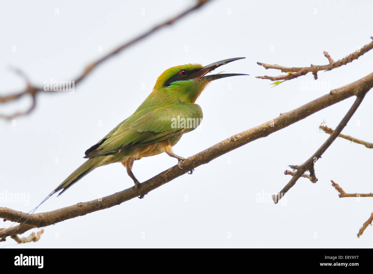 Swallow-tailed Bee-eater, Merops hirundineus, Meropidae, Gambela National Park, Ethiopia, Africa Stock Photo