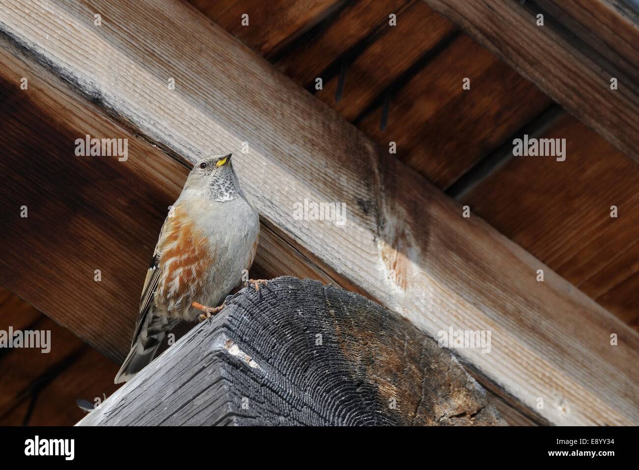 Alpine accentor (Prunus collaris) perched under the eaves of an Alpine chalet, Hauteluce, Savoie, France, January. Stock Photo