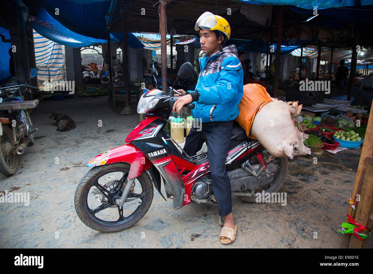 Vietnamese Hill Tribe Hmong man on motorcycle at Bac Ha sunday market carrying pig to butcher Stock Photo