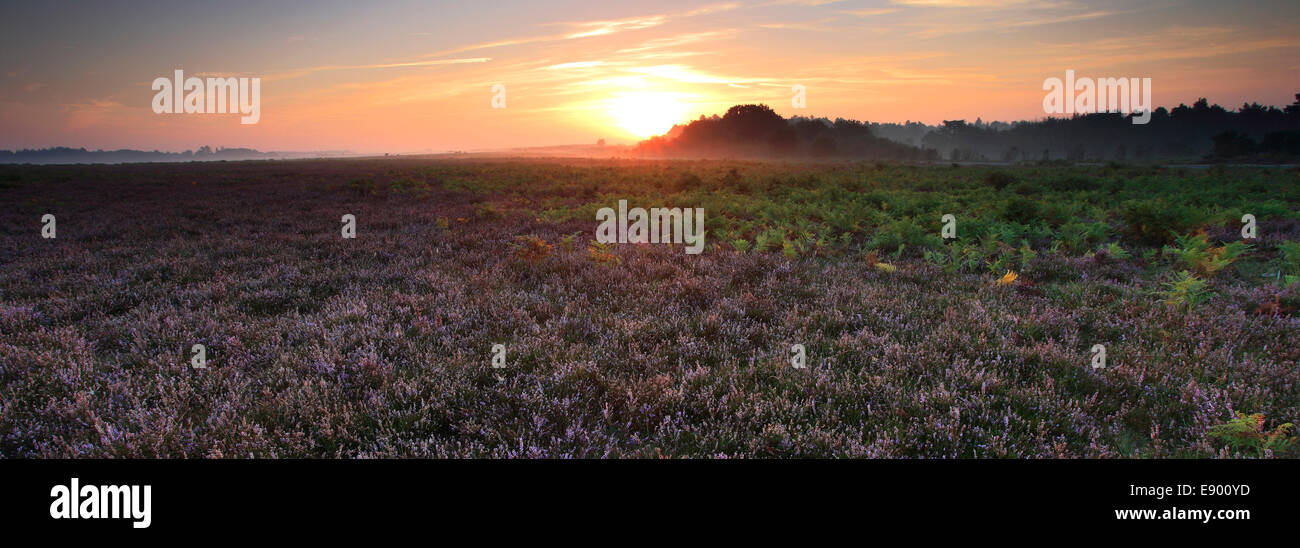 Misty morning sunrise; Ocknell Plain, New Forest National Park; Hampshire County; England; Britain, UK Stock Photo